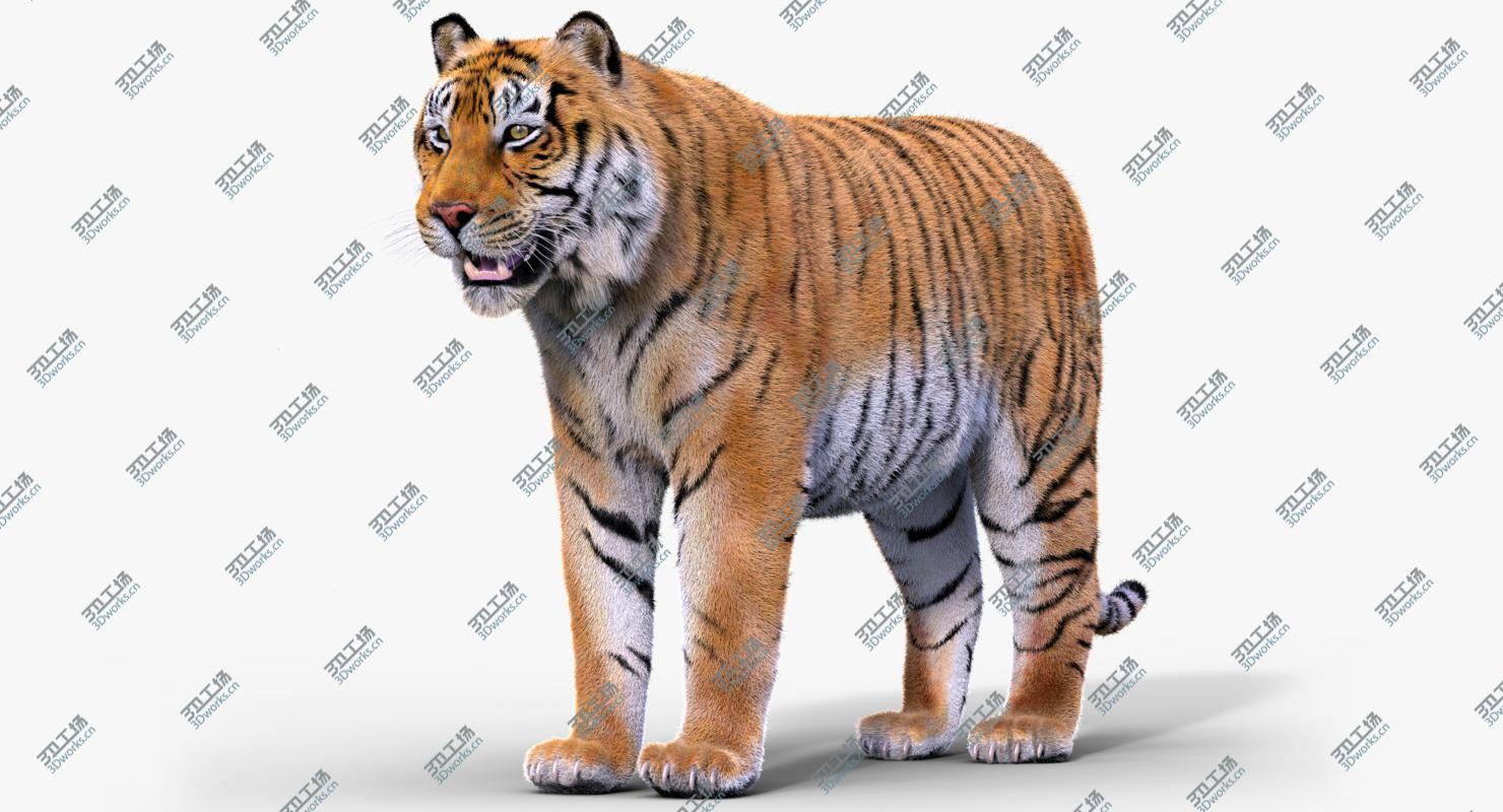 images/goods_img/2021040165/Tiger(Rigged, Fur) 3D/4.jpg